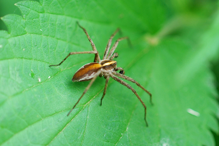 Pisaura sp.